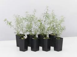 Westringia Fruticosa Blue Moon