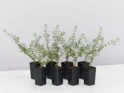 Westringia Fruticosa