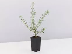 Westringia Fruticosa -Plants in a Box Sales Shop WestringiaFruiticosa single 1a685505 64cc 4c5c ad5b f0b3e74b5385