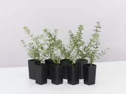 Westringia Fruticosa Zena