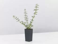 Westringia Fruticosa Zena -Plants in a Box Sales Shop WestringiaFruticoaZena single 2d21d2ec fe00 4139 83b5 e799cab54224