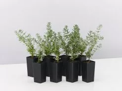 Westringia Fruticosa Jervis Gem