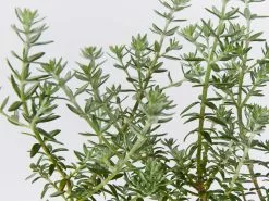 Westringia Fruticosa Jervis Gem -Plants in a Box Sales Shop WestringiaJervisGem detail a2fb7b69 1f73 4850 b627 f93eec3b03da