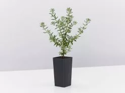 Westringia Fruticosa Jervis Gem -Plants in a Box Sales Shop WestringiaJervisGem single 3349349d 1dbd 4e61 be3d de7516ee0b54