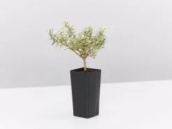 Silvery Grey & Blue Foliage Collection -Plants in a Box Sales Shop WestringiaPeppermintCream single 1080x ef971c0f 8cdd 403e 8213 c4baaf7d554e