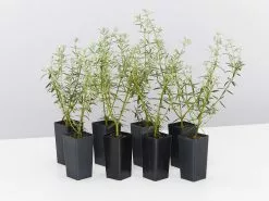 Westringia Wynyabbie Gem