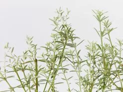 Westringia Wynyabbie Gem -Plants in a Box Sales Shop WestringiaWynyabbieGem detail 0efd29eb a042 4ff3 abec d3d6b6d7ad5f