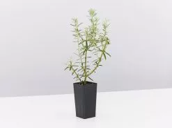 Westringia Wynyabbie Gem -Plants in a Box Sales Shop WestringiaWynyabbieGem single 8a43405b 772b 4a7b b53c f913d8861e23