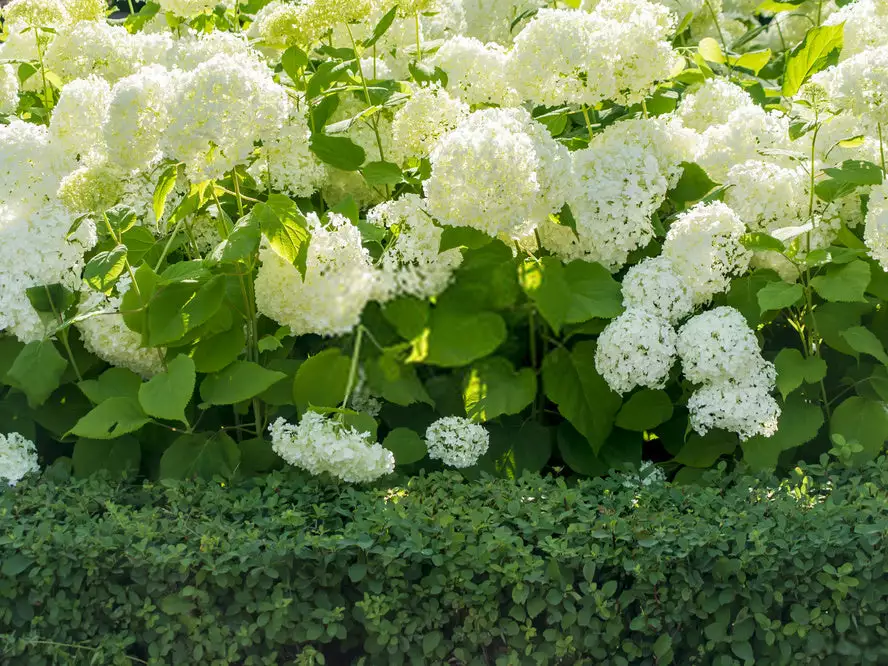 Hydrangea Alba 4 Hydrangea Alba - Image 2