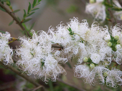 Melaleuca Thymifolia White Lace -Plants in a Box Sales Shop WhiteLace cf8466bf 5821 41f6 87d4 0559df333901