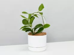 Hoya Gift Box - Includes Pot + Plant Stake + Soil -Plants in a Box Sales Shop WhitePotHoyaCarhosa single