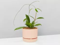 Hoya Pubicalyx - Pot + Plant + Soil -Plants in a Box Sales Shop WhitePotPlantsHoyaPublicalySilver single 1