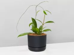 The Pet Friendly Gift Box - Pot + Plant + Soil -Plants in a Box Sales Shop WhitePotPlantsHoyaPublicalySilver single 2 f8b0e7e4 cbb1 4bd8 846e 7c6cc4cb4674