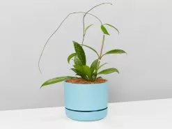 The Pet Friendly Gift Box - Pot + Plant + Soil -Plants in a Box Sales Shop WhitePotPlantsHoyaPublicalySilver single 3 8c13cf2d a5e8 45fa 8ab6 7b3d0e3f88c7