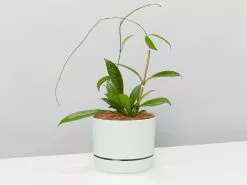 The Pet Friendly Gift Box - Pot + Plant + Soil -Plants in a Box Sales Shop WhitePotPlantsHoyaPublicalySilver single 4 0349a2b9 558e 473d 97c3 a7429275b691