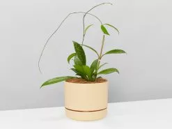 The Pet Friendly Gift Box - Pot + Plant + Soil -Plants in a Box Sales Shop WhitePotPlantsHoyaPublicalySilver single 5 4abbaae0 78fa 4cb0 ba89 91b649577ecb