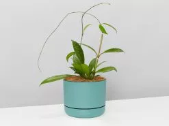 The Pet Friendly Gift Box - Pot + Plant + Soil -Plants in a Box Sales Shop WhitePotPlantsHoyaPublicalySilver single 7 29c9fe3a 56b1 4e7e a7ea 5a44678a73b5