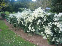 Bougainvillea White Cascade 11 Bougainvillea White Cascade -Plants in a Box Sales Shop White Cascade 4 c5708ab5 f24f 4013 be3a 5c383bae8e94