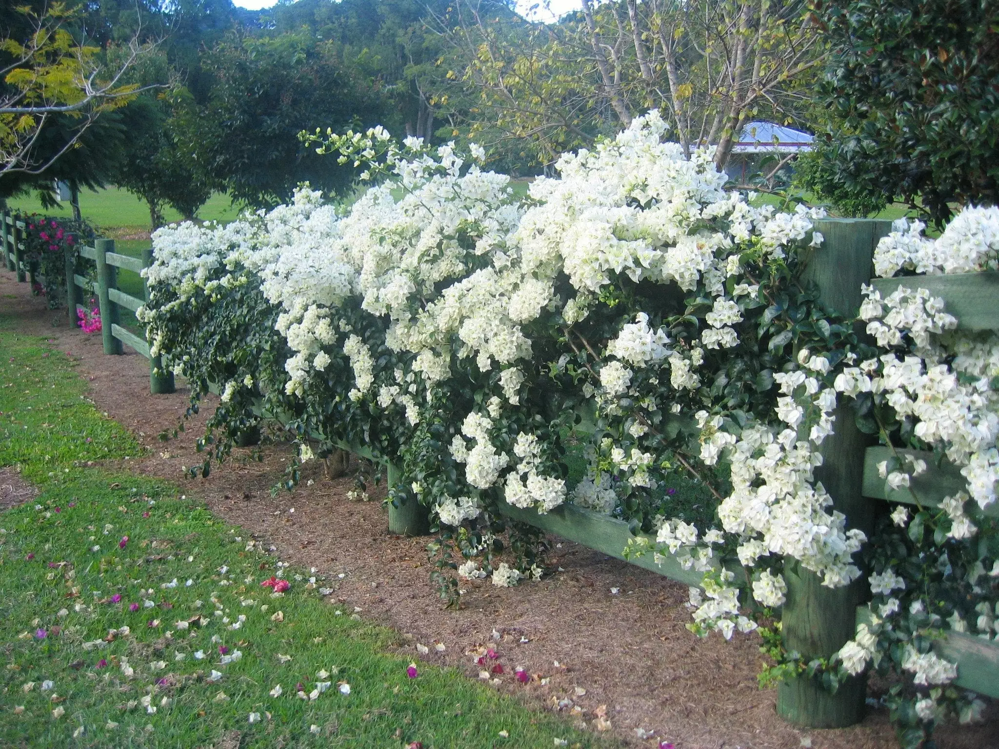 Bougainvillea White Cascade 6 Bougainvillea White Cascade - Image 4