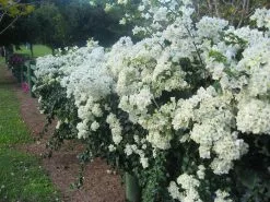 Bougainvillea White Cascade 12 Bougainvillea White Cascade -Plants in a Box Sales Shop White Cascade 5 0955eae0 979d 4749 b221 bc154ad3f209