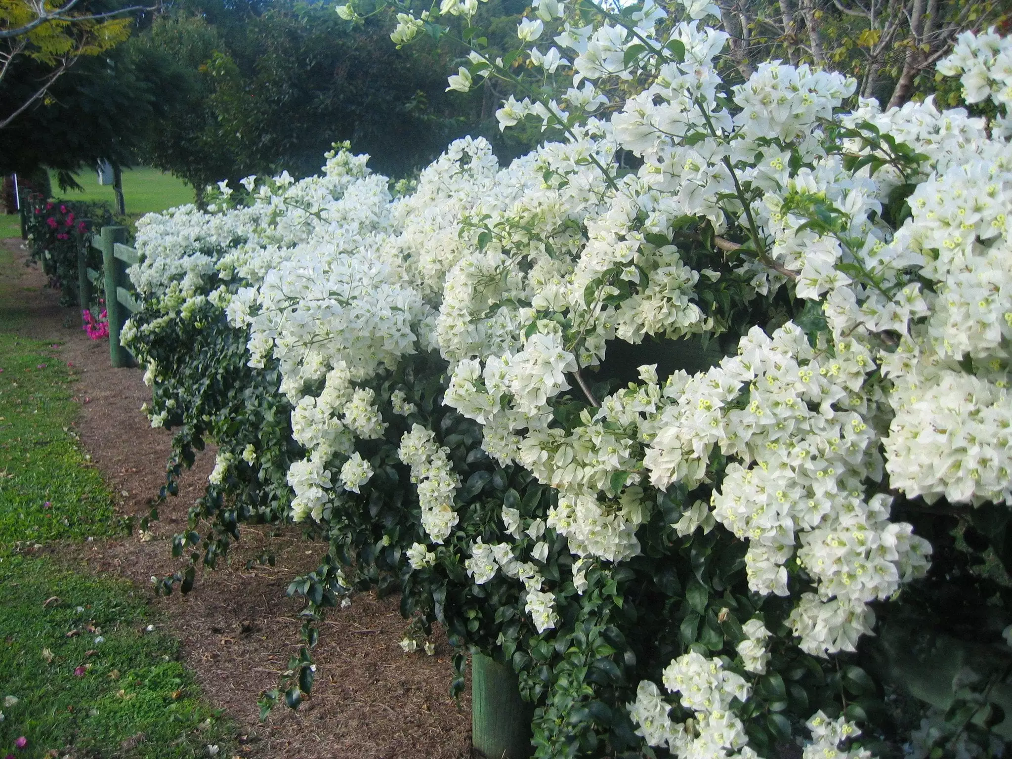 Bougainvillea White Cascade 7 Bougainvillea White Cascade - Image 5