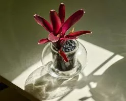 Clear Glass Self-Watering Planter - Ideal For Leca -Plants in a Box Sales Shop White Room 24 720x 7ce25057 4190 4a5c 9547 388e44a37074