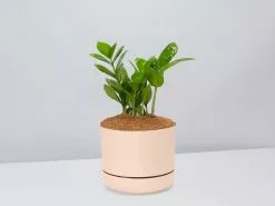 The Plant Killers Gift Box - Zanzibar Gem -Plants in a Box Sales Shop ZZPlant ApricotPot 79632a61 ebcb 4aa3 8651 64c63a9d328f