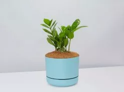 The Plant Killers Gift Box - Zanzibar Gem -Plants in a Box Sales Shop ZZPlant BluePot 3e7d5276 7085 4c73 8704 fd87604da494