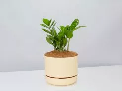 The Plant Killers Gift Box - Zanzibar Gem -Plants in a Box Sales Shop ZZPlant BuffPot 59906cca 8c2c 4bae 9cdb 694c3615ae9c