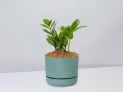 The Plant Killers Gift Box - Zanzibar Gem -Plants in a Box Sales Shop ZZPlant CbGreenPot