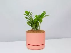 The Plant Killers Gift Box - Zanzibar Gem -Plants in a Box Sales Shop ZZPlant PersimmonPot