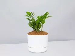 The Plant Killers Gift Box - Zanzibar Gem -Plants in a Box Sales Shop ZZPlant WhitePot