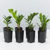Zamioculcas Zamiifolia Zanzibar Gem -Plants in a Box Sales Shop ZamioculcasZamiifolia 8 plants c3cd16ae 49b9 4528 ba7e c3e64dff7736