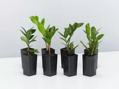 Zamioculcas Zamiifolia Zanzibar Gem