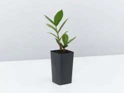 Zamioculcas Zamiifolia Zanzibar Gem -Plants in a Box Sales Shop ZamioculcasZamiifolia Single 90472adc bf0a 483a b165 da1ac47f9f61