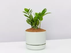 Corporate Plant Gift Box -Plants in a Box Sales Shop ZamioculcasZamiifolia lightgreenpot 1