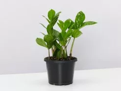 Potted Houseplant Varieties - In Sage Vessel -Plants in a Box Sales Shop ZamioculcasZamiifolia single large ac2cc37b 9924 4c94 b479 5cff6c8f74b2