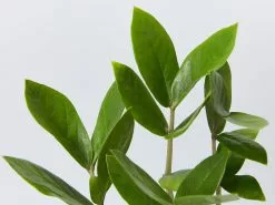 The Plant Killers Gift Box - Zanzibar Gem -Plants in a Box Sales Shop Zamioculcaszamiifolia ZanzibarGem details