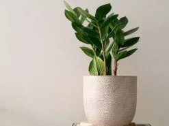 Zamioculcas Zamiifolia - Zanzibar Gem - 85mm -Plants in a Box Sales Shop Zanzibar katboham 637fcc6e 181f 41eb b757 ee89f7f657ba