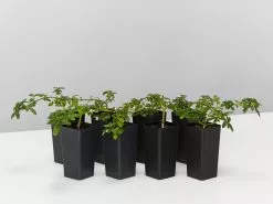 Zieria Prostrata Native Groundcover Plant