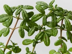 Plants in a Box Sales Shop -Plants in a Box Sales Shop ZieriaProstrata detail 0ce6f278 a385 4155 9872 ede673108002