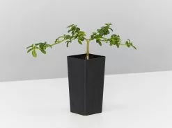 Zieria Prostrata Native Groundcover Plant -Plants in a Box Sales Shop ZieriaProstrata single a1b472c8 387d 43fa 907b cc94160b6337