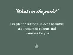 Zygocactus (Christmas Cactus)- Assorted Colours -Plants in a Box Sales Shop Zygocactus ChristmasCactus