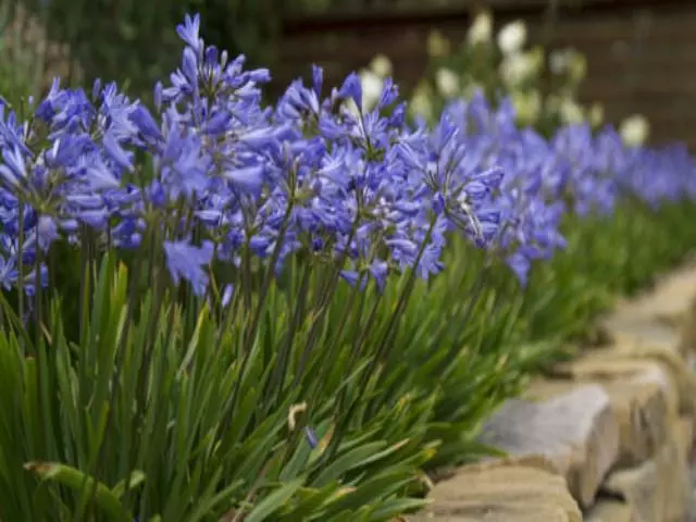 Agapanthus Dwarf Blue 4 Agapanthus Dwarf Blue - Image 2
