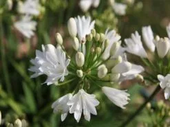 Agapanthus 'Double Diamond'