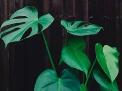 Monstera Deliciosa Tauerii -Plants in a Box Sales Shop amy lister 590934 unsplash 6e790e20 2568 4392 96b0 625df369d211