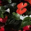 Anthurium Mixed Pack - Large -Plants in a Box Sales Shop annie spratt UZC1N10C598 unsplash