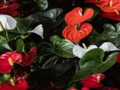 Anthurium Mixed Pack - Large
