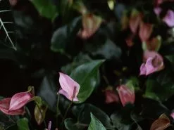 Anthurium Mixed Pack - Large -Plants in a Box Sales Shop annie spratt tCrKvps1lL8 unsplash