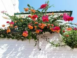 Assorted Box Of Bougainvillea -Plants in a Box Sales Shop architecture beautiful blooming 1122857